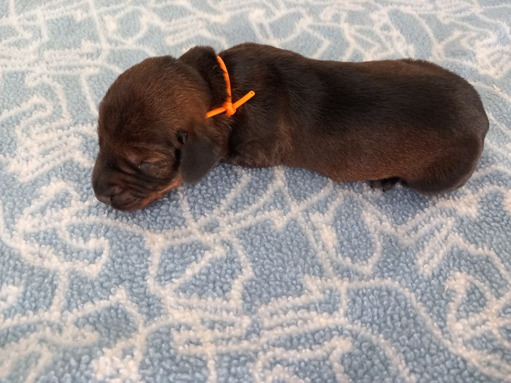 Des Orchidées Du Val Saint Evre - Chiots disponibles - Teckel poil dur