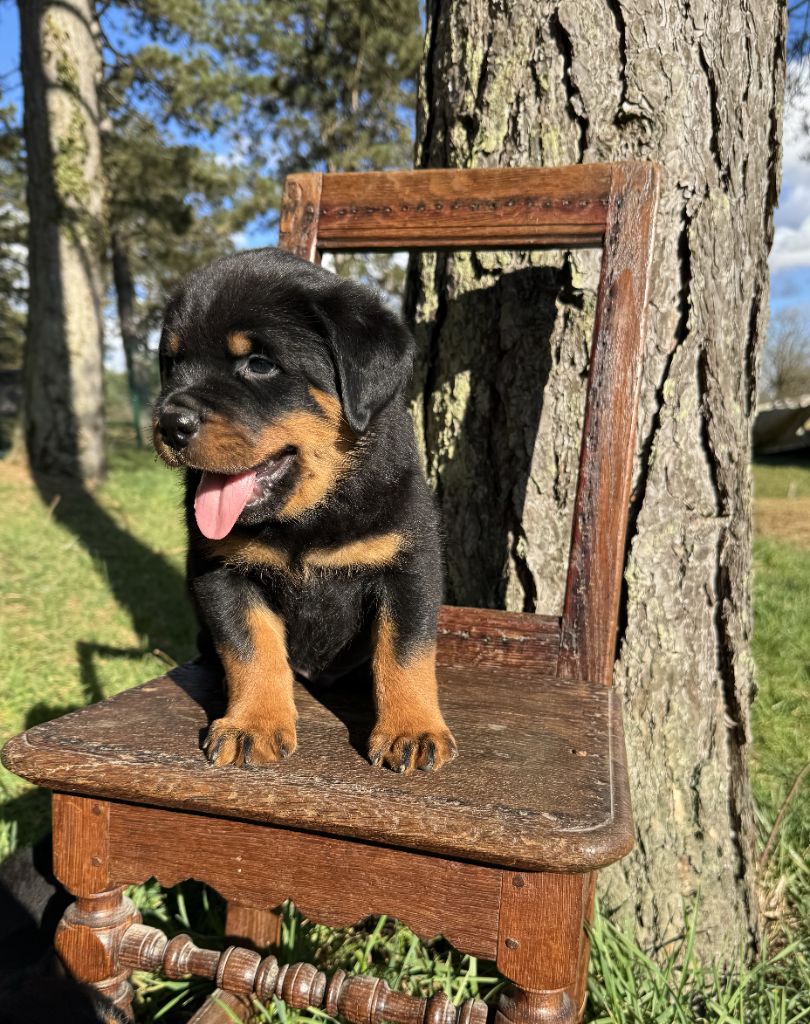 Des Orchidées Du Val Saint Evre - Chiots disponibles - Rottweiler