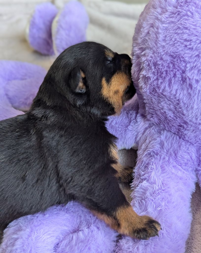 Des Orchidées Du Val Saint Evre - Chiots disponibles - Rottweiler
