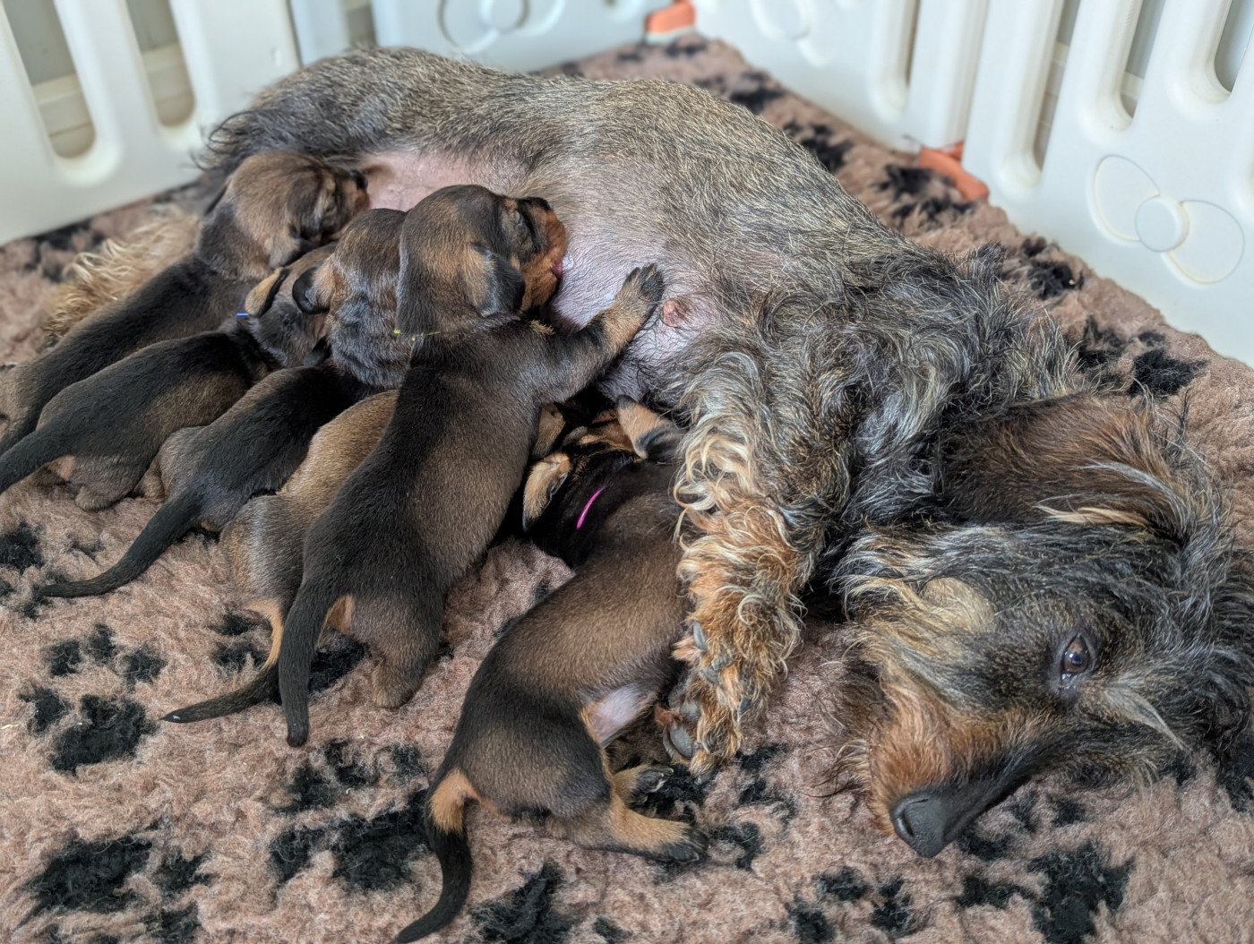 Chiot Teckel poil dur Des Orchidées Du Val Saint Evre