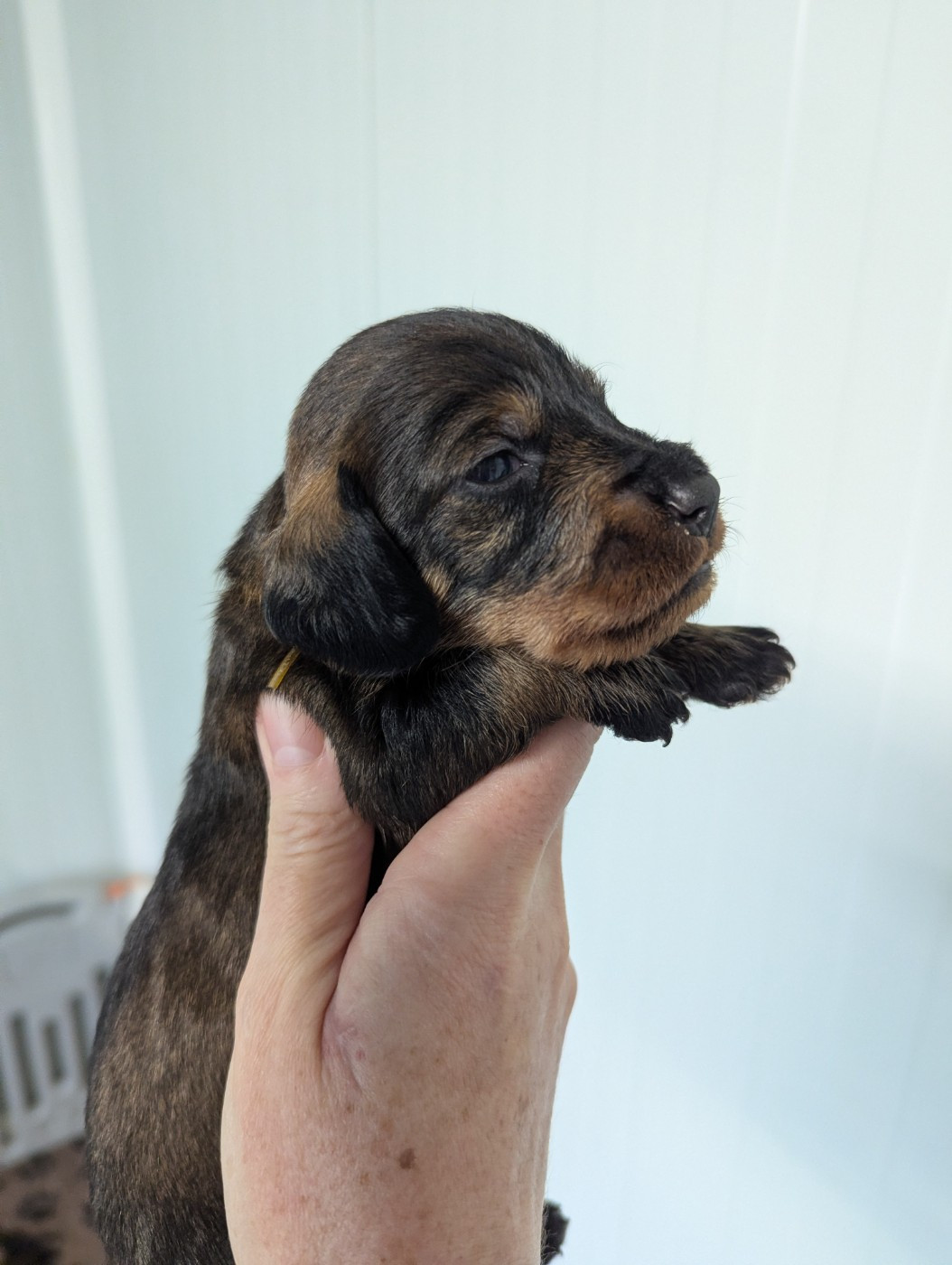 Des Orchidées Du Val Saint Evre - Chiots disponibles - Teckel poil dur