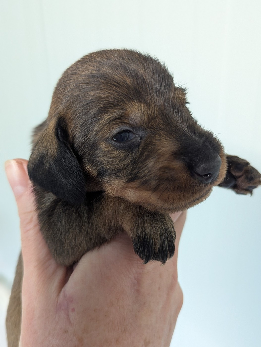 Des Orchidées Du Val Saint Evre - Chiots disponibles - Teckel poil dur