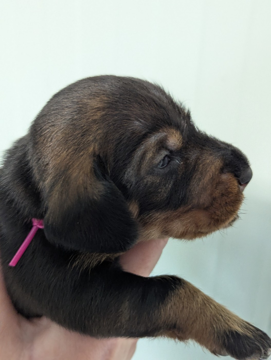 Des Orchidées Du Val Saint Evre - Chiots disponibles - Teckel poil dur