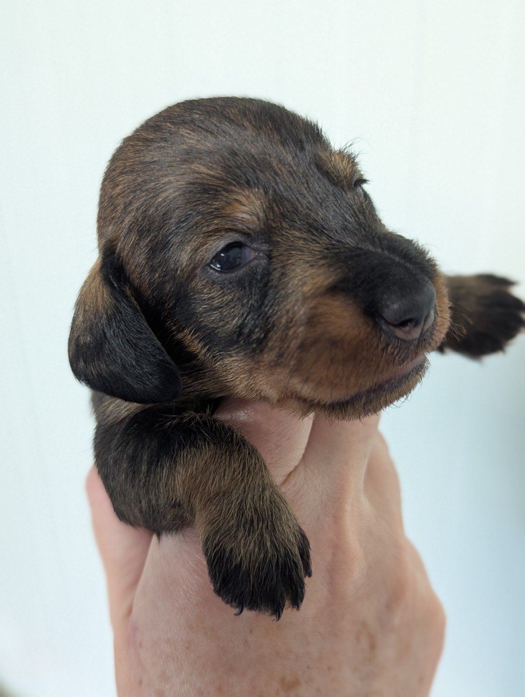 Des Orchidées Du Val Saint Evre - Chiots disponibles - Teckel poil dur