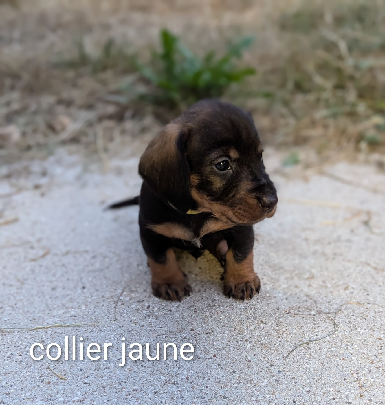 Des Orchidées Du Val Saint Evre - Chiots disponibles - Teckel poil dur