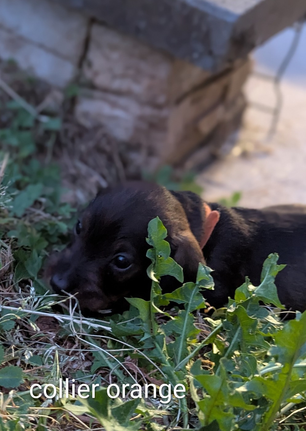 Des Orchidées Du Val Saint Evre - Chiots disponibles - Teckel poil dur