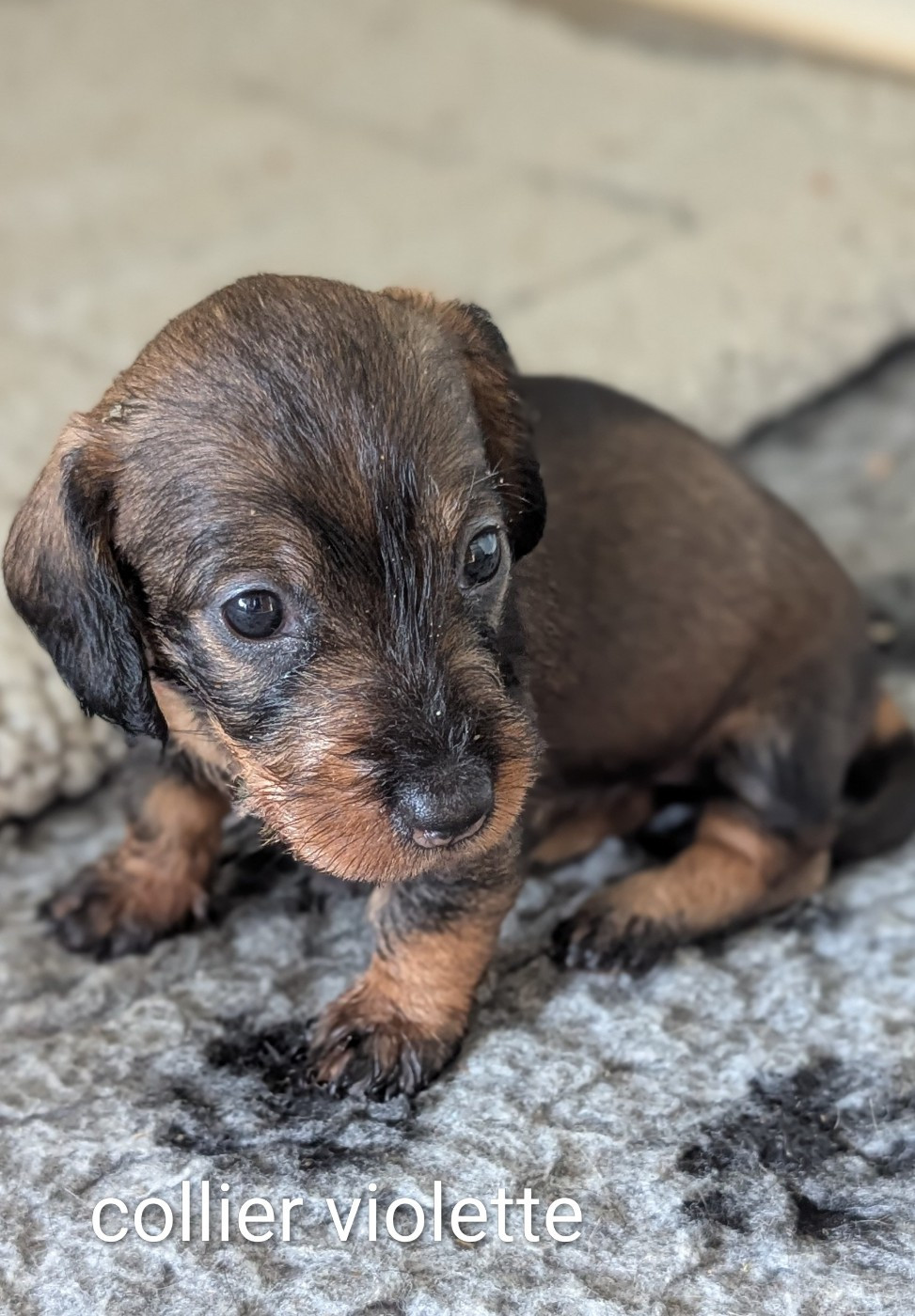 Des Orchidées Du Val Saint Evre - Chiots disponibles - Teckel poil dur