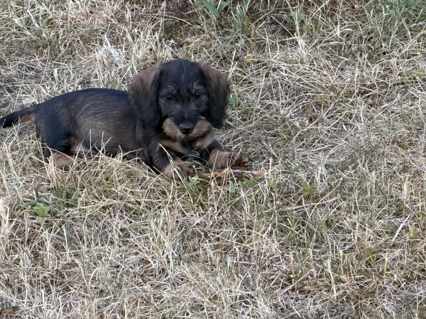 Des Orchidées Du Val Saint Evre - Chiots disponibles - Teckel poil dur