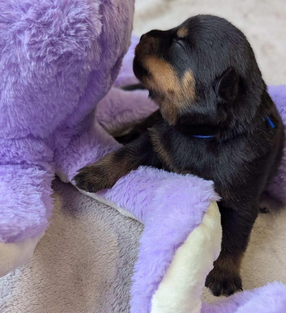 Des Orchidées Du Val Saint Evre - Chiots disponibles - Rottweiler