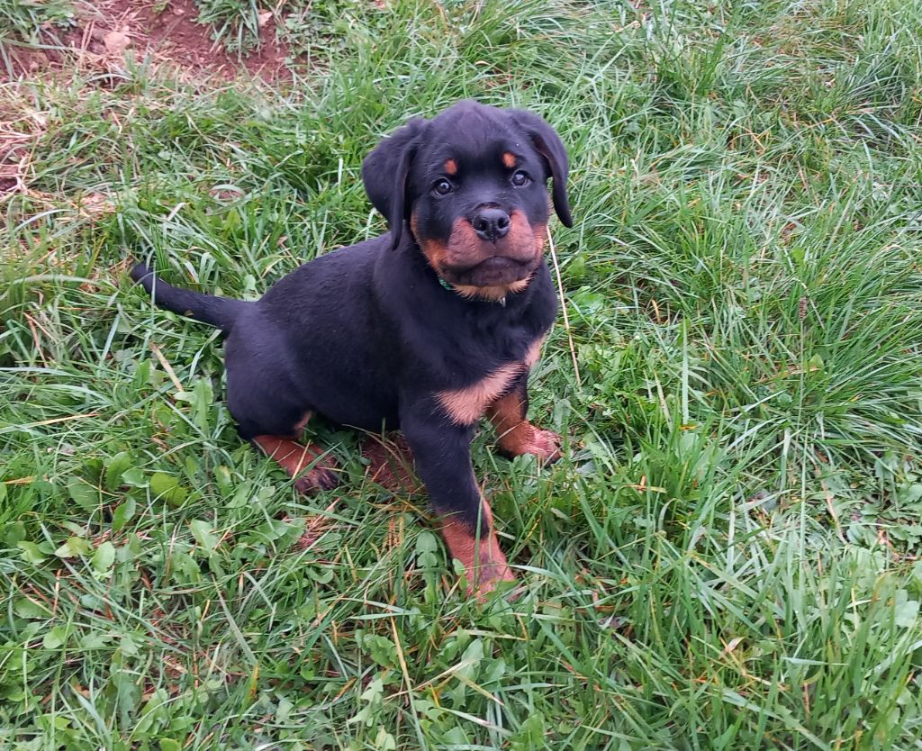 Des Orchidées Du Val Saint Evre - Rottweiler - Portée née le 25/08/2024