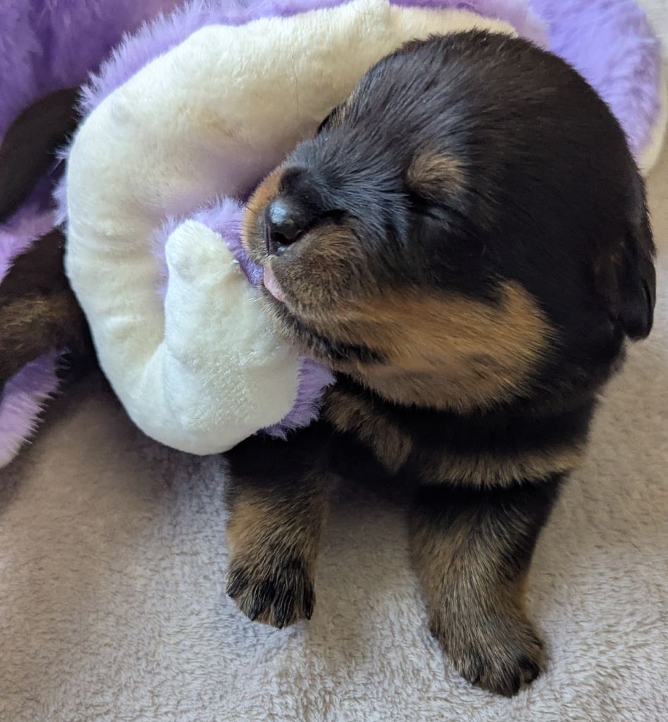Des Orchidées Du Val Saint Evre - Chiots disponibles - Rottweiler