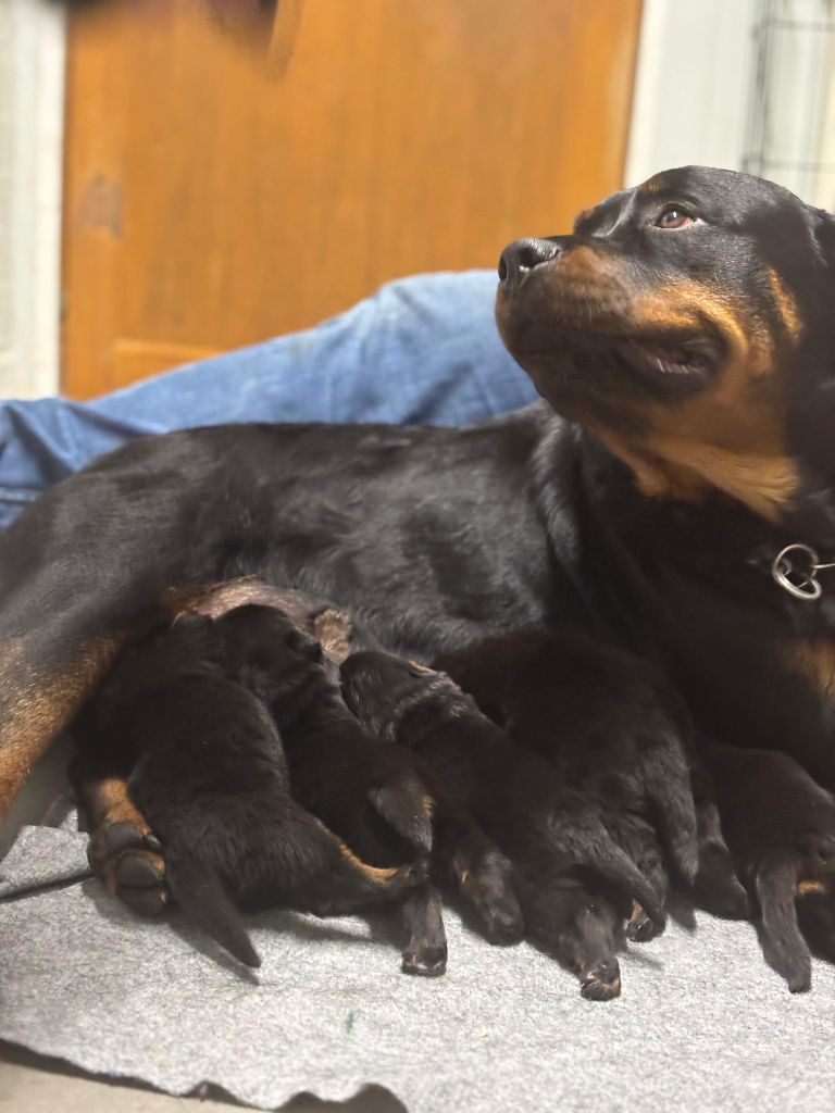 Des Orchidées Du Val Saint Evre - Rottweiler - Portée née le 11/01/2025