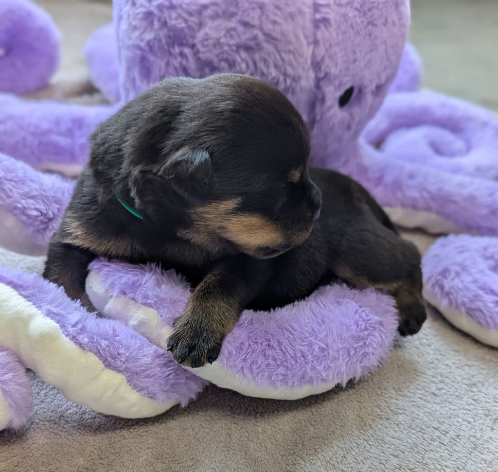 Des Orchidées Du Val Saint Evre - Chiots disponibles - Rottweiler