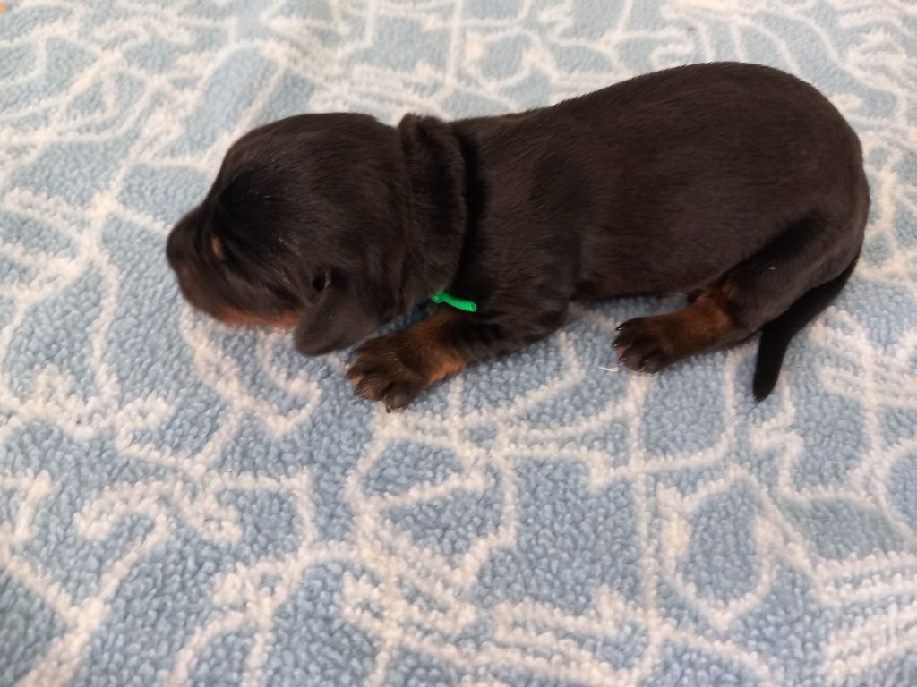 Des Orchidées Du Val Saint Evre - Chiots disponibles - Teckel poil dur