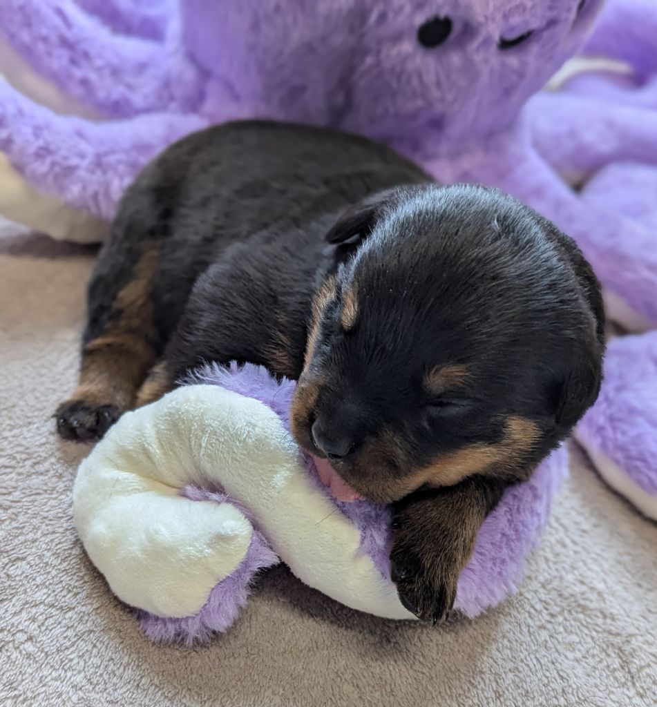 Des Orchidées Du Val Saint Evre - Chiots disponibles - Rottweiler