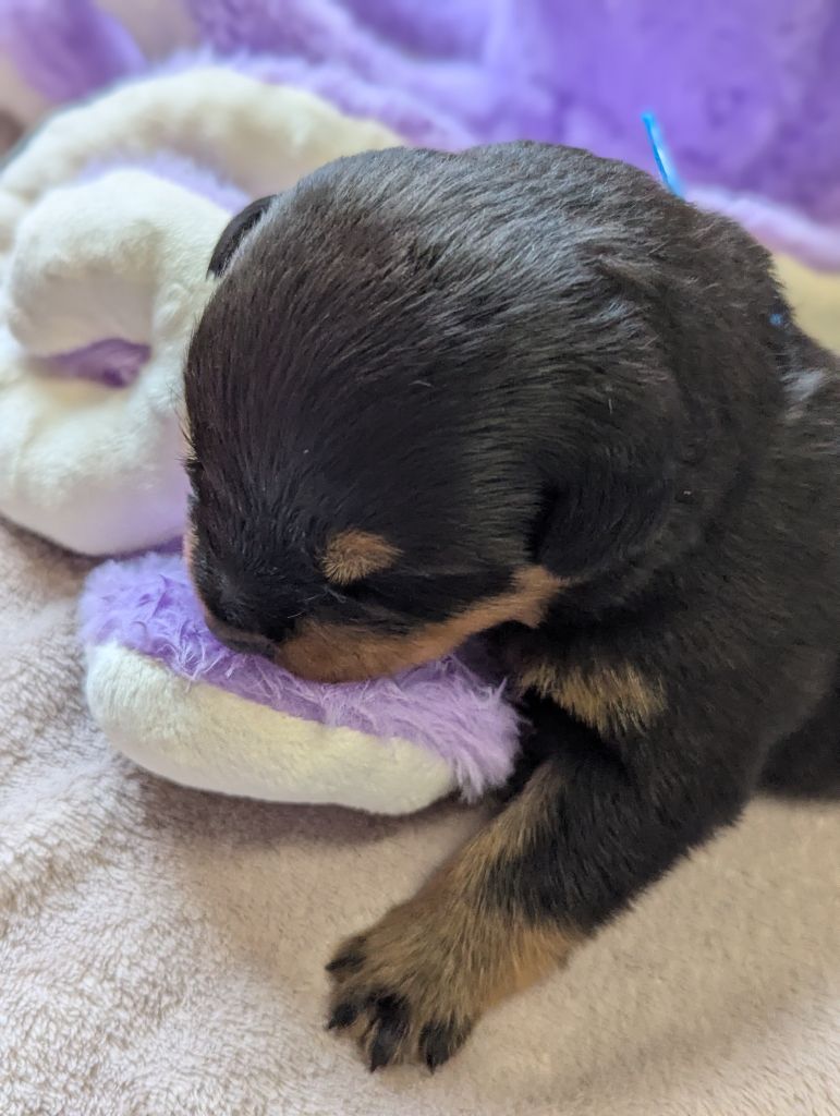 Des Orchidées Du Val Saint Evre - Chiots disponibles - Rottweiler
