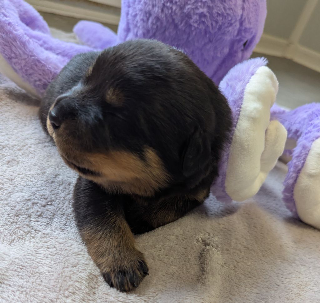 Des Orchidées Du Val Saint Evre - Chiots disponibles - Rottweiler
