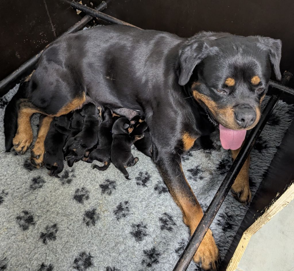 Chiot Rottweiler Des Orchidées Du Val Saint Evre